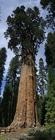 sequoia_solo