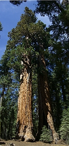 sequoia_twin