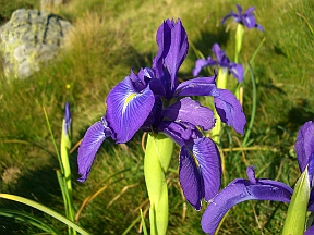 iris.des.pyrenees